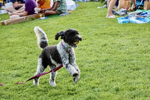 Only Bette and I abstained. She frolicked while I tried to get my new phone to work. Credit: Sam Montanez