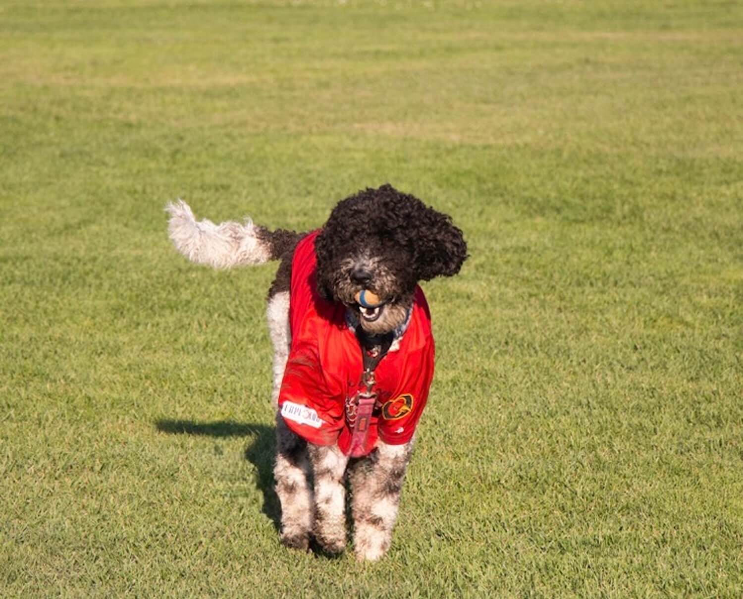 Bette the dog, my eight-year-old, parti labradoodle, serves as part-time mascot. Her team picture. Credit: Sam Montanez