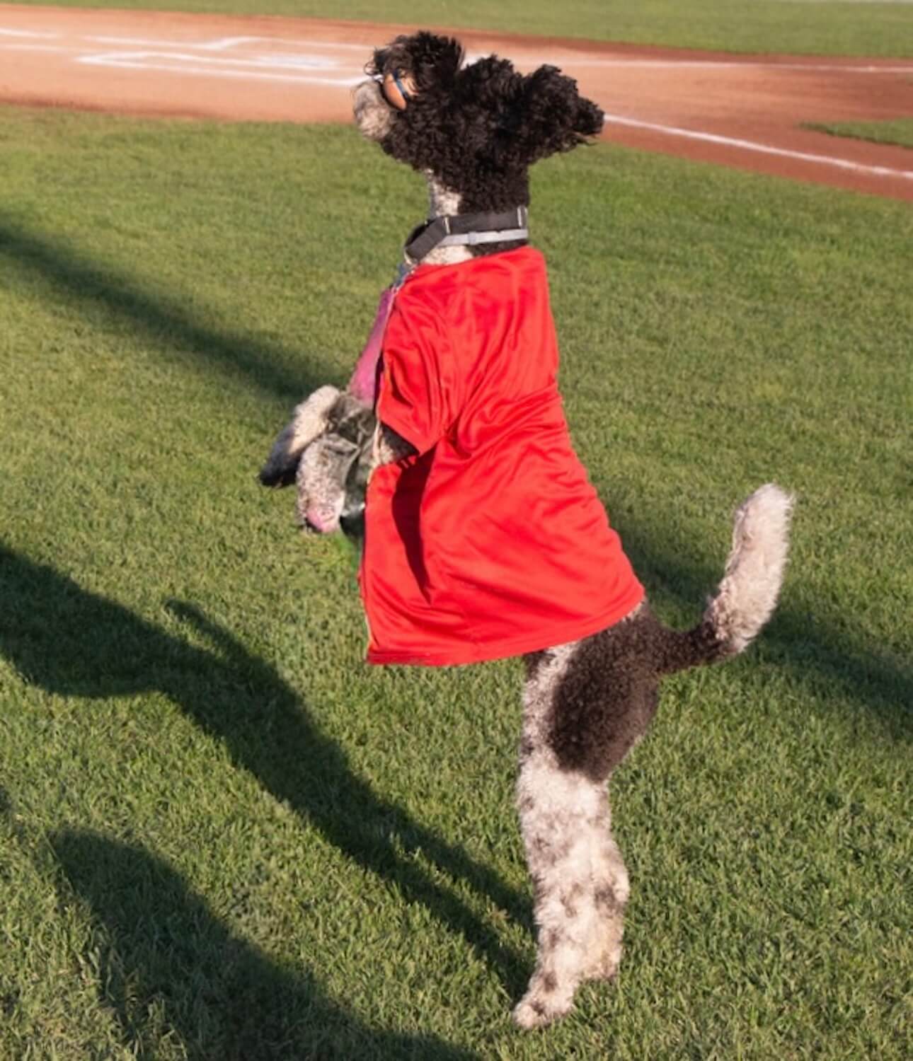 He says nothing gets by her. Credit: Sam Montanez