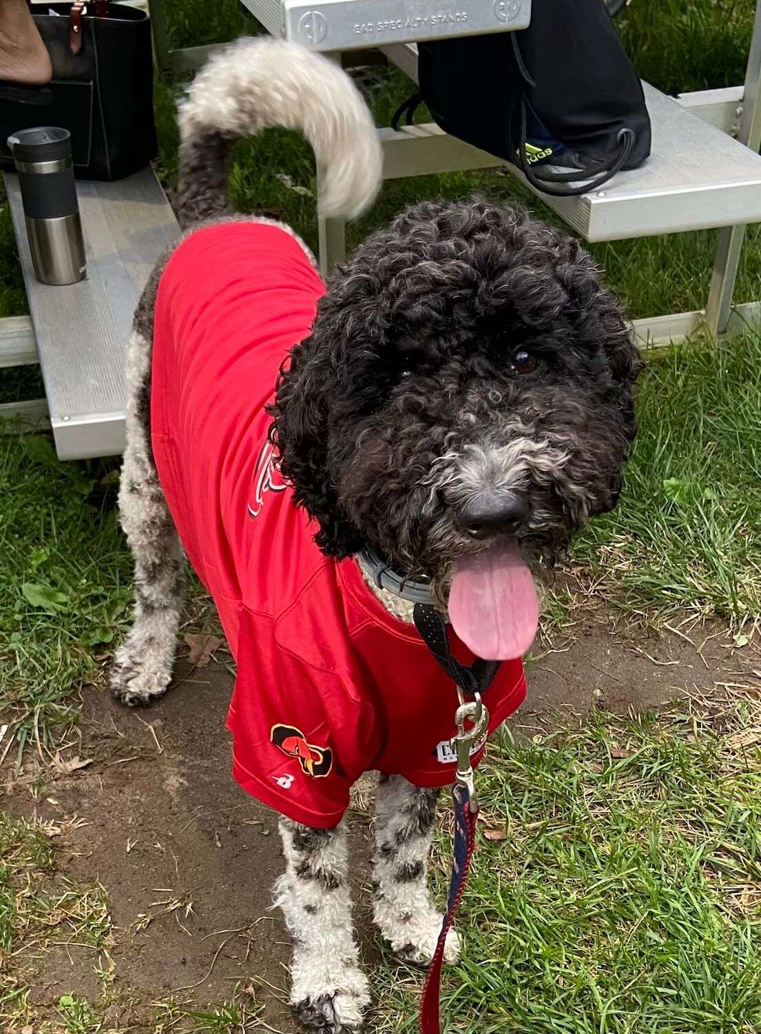 When she needs to take a break she seeks refuge under a short stack of aluminum bleachers, the only real seats in the park, known as Miss Sue's bench. Credit: Sam Montanez